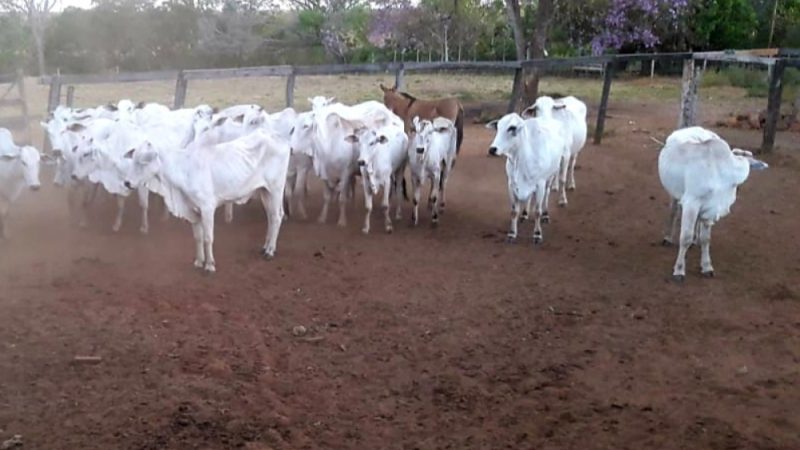 Homem é preso suspeito de roubar gado de uma fazenda e animais são recuperados em Luzimangues