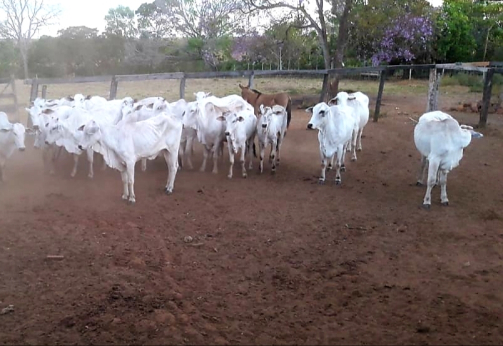 Homem é preso suspeito de roubar gado de uma fazenda e animais são recuperados em Luzimangues
