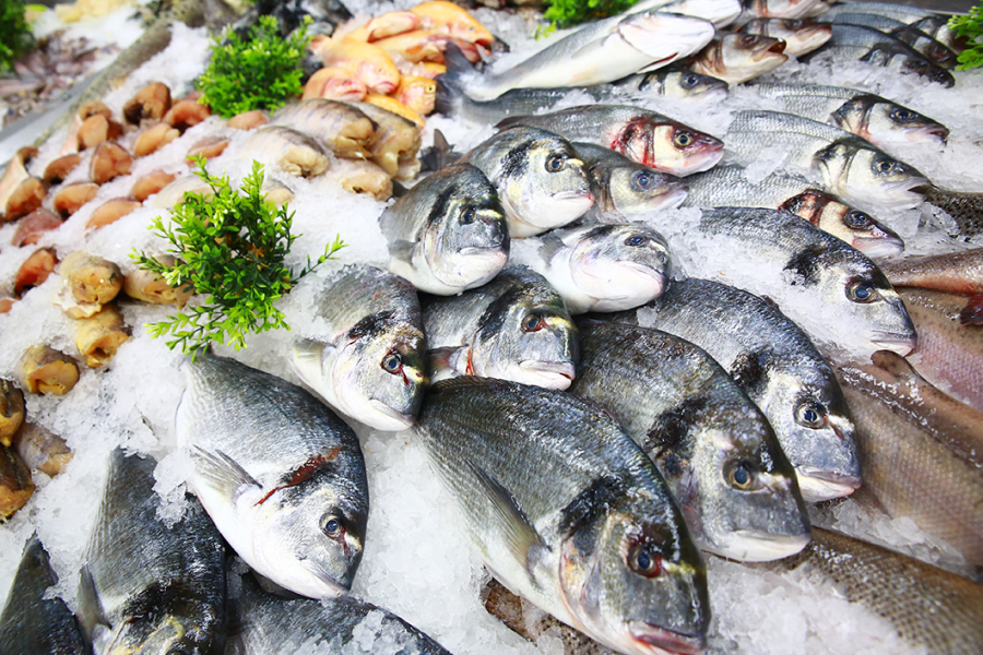 Prazo para entrega on-line da Declaração de Estoque de Pescado no Tocantins encerra no sábado, 31