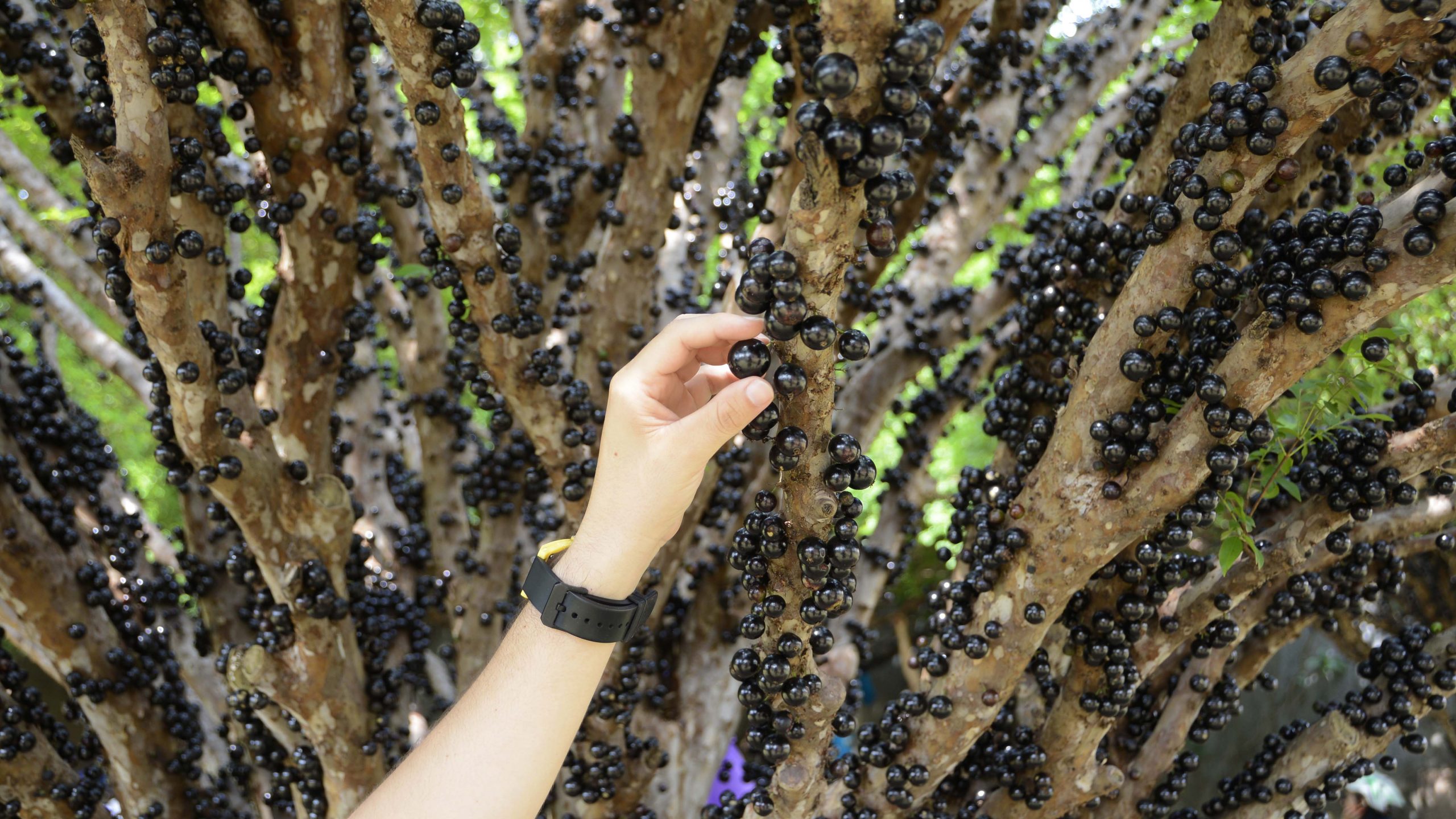 Festa da Colheita da Jabuticaba em Taquaruçu é prorrogada até o dia 22 de novembro