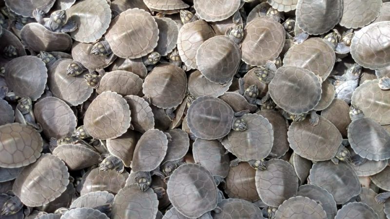 Cerca de 160 mil filhotes de tartarugas e tracajás devem nascer até dezembro dentro do Projeto Quelônios