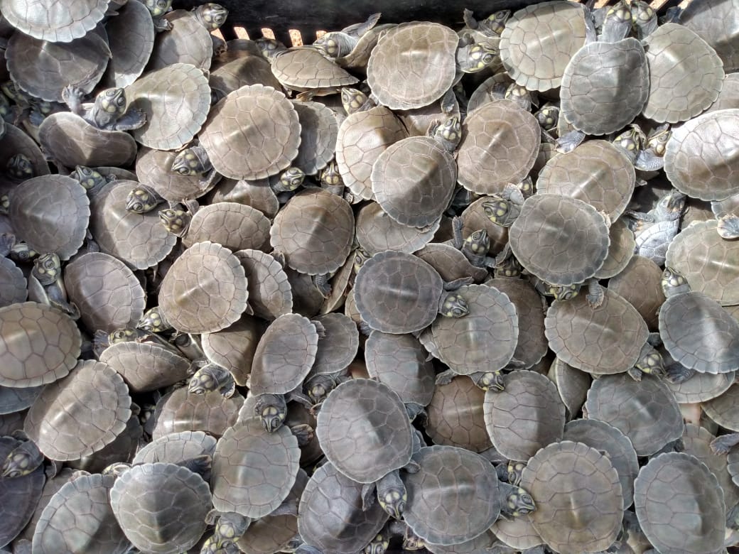 Cerca de 160 mil filhotes de tartarugas e tracajás devem nascer até dezembro dentro do Projeto Quelônios