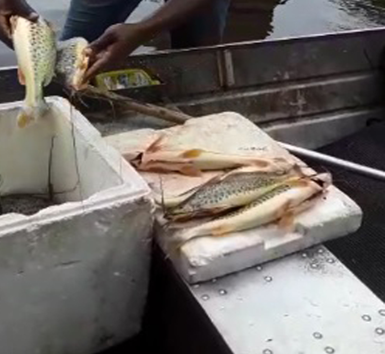 Após divulgação de vídeo nas redes sociais, homens que praticavam pesca ilegal são identificados e multados