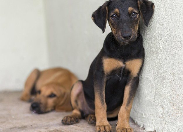 Recomendação do MPTO orienta prefeitos do Bico do Papagaio a identificar e tratar cães com leishmaniose visceral