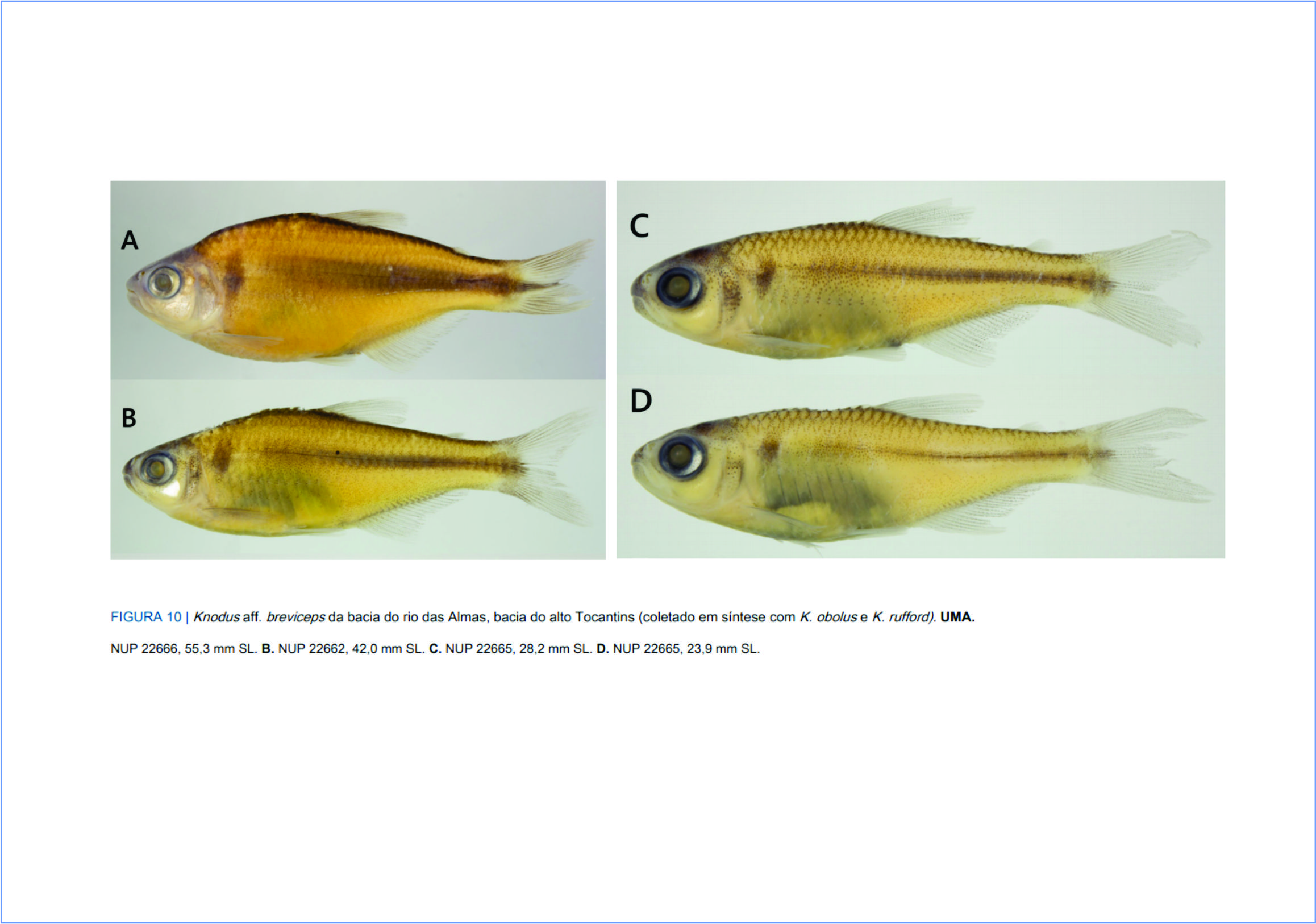 Pesquisa revela duas novas espécies de peixes na bacia do alto rio Tocantins