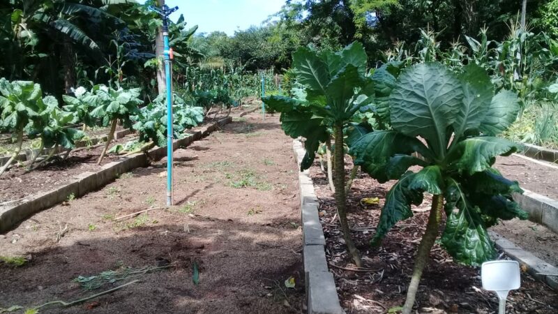 Compostagem produzida no Ecoponto de Galhadas será usada na revitalização de hortas escolares em Palmas