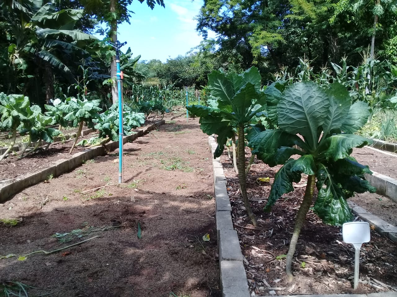 Compostagem produzida no Ecoponto de Galhadas será usada na revitalização de hortas escolares em Palmas