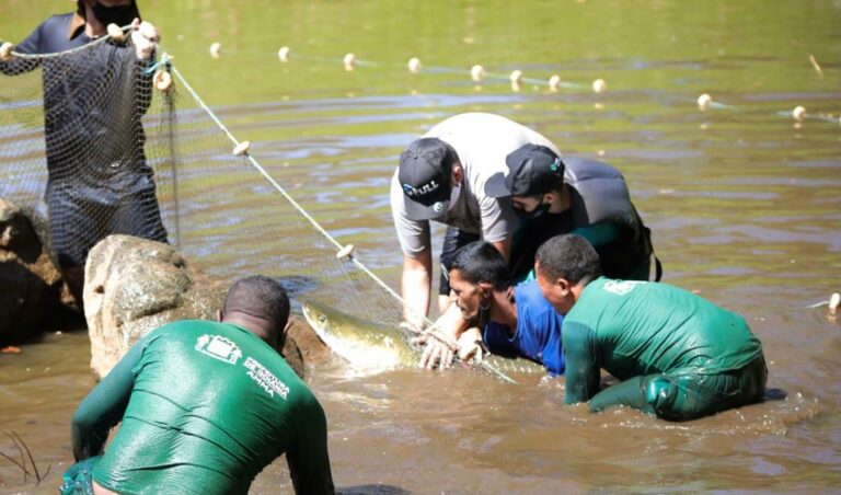 Mais de 20 pessoas mobilizadas para resgate de pirarucu abandonado em lago de Goiânia
