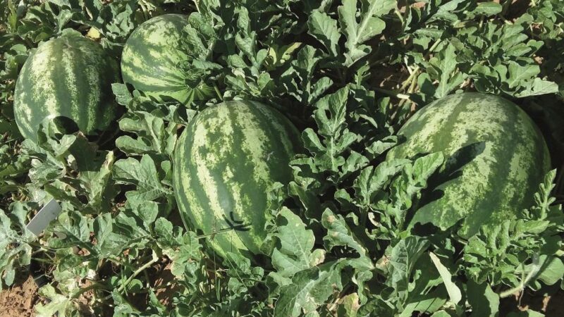 Em parceria com produtor, Unitins desenvolve estudos para melhoria do manejo no cultivo da melancia