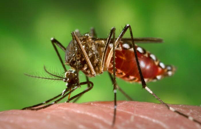 Tocantins tem alta de 444% nos casos de dengue em 2022