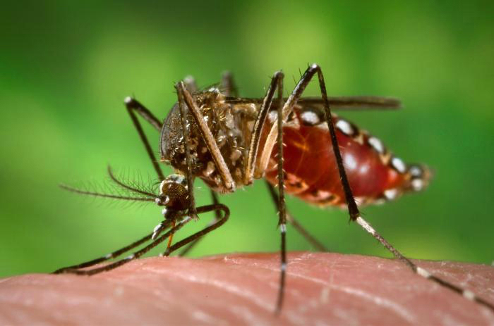 Tocantins tem alta de 444% nos casos de dengue em 2022