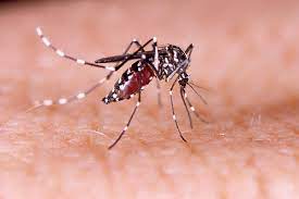Palmas tem 414 notificações para dengue na semana de 16 a 22 de abril