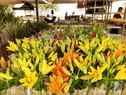 EXPOVERDEFLOR começa nesta quarta-feira em Palmas e Paraíso com muitas novidades em flores e plantas de Holambra
