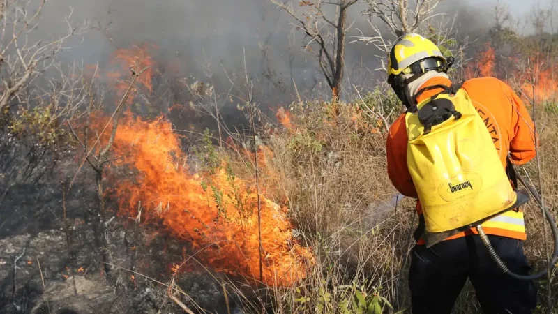 QUEIMADAS: Brasil registra 184 mil focos; estados atuam no combate aos incêndios