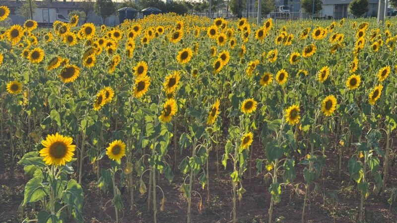 Projeto transforma girassol em oportunidade de pesquisa e renda para produtores tocantinenses