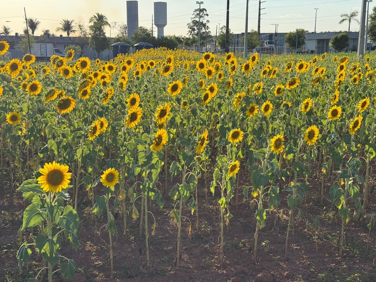 Projeto transforma girassol em oportunidade de pesquisa e renda para produtores tocantinenses