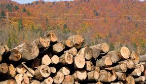 Organização da sociedade civil suíça se reúne com a ATA e critica falsa soluções climáticas do REDD+
